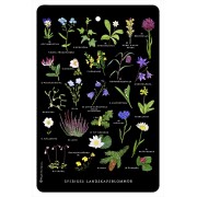 Skärbräda Sveriges Landskapsblommor